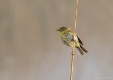 Bird on reed stalk, Netherlands
